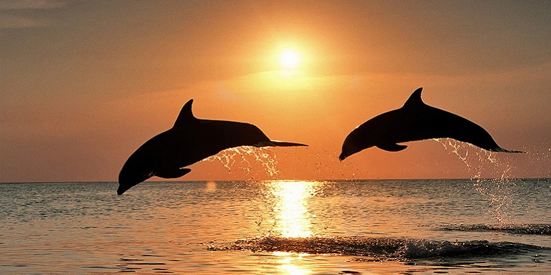 Tañon Strait Dolphin Watching